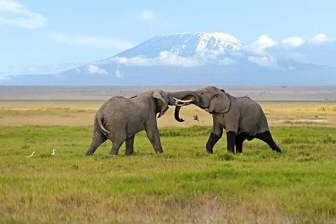 Classic Best of Kenya - FAQs