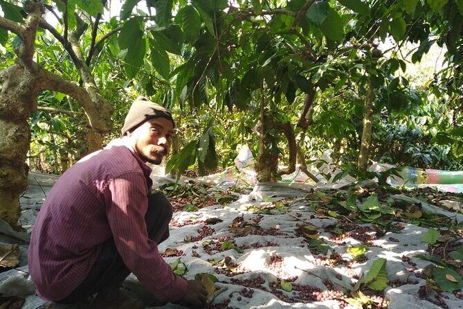 Classic Coorg Coffee Plantation experience - An In-Depth Look at the Tour Experience