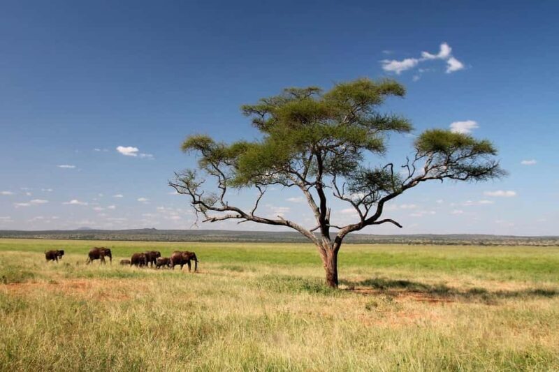 Classic Day Trip Safari: Selous game reserve from Zanzibar - The Sum Up