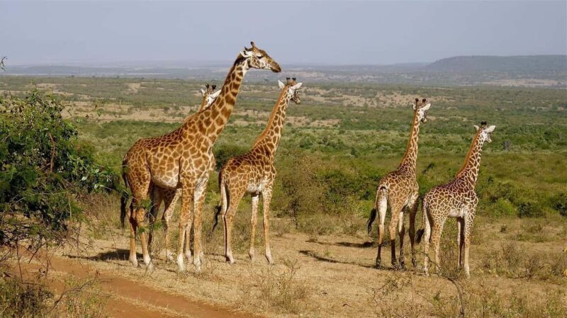 Classic Day trip: Train Transfer To Mikumi National Park - Frequently Asked Questions