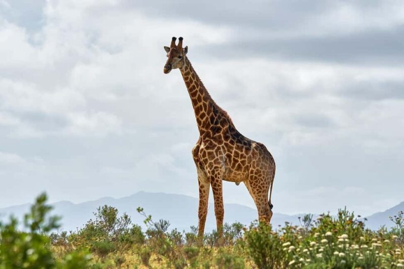 Classic Day trip: Train Transfer To Mikumi National Park - Final Thoughts
