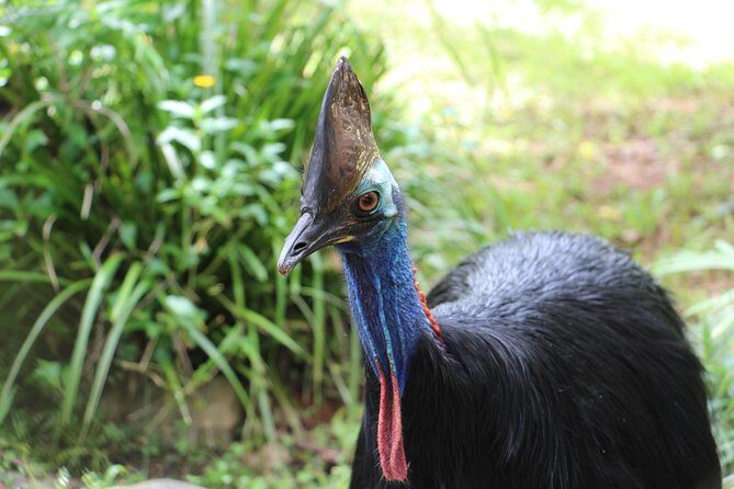 Classic Kuranda by Skyrail and Scenic Railway, Rainforestation & lunch. CKB - Final Word