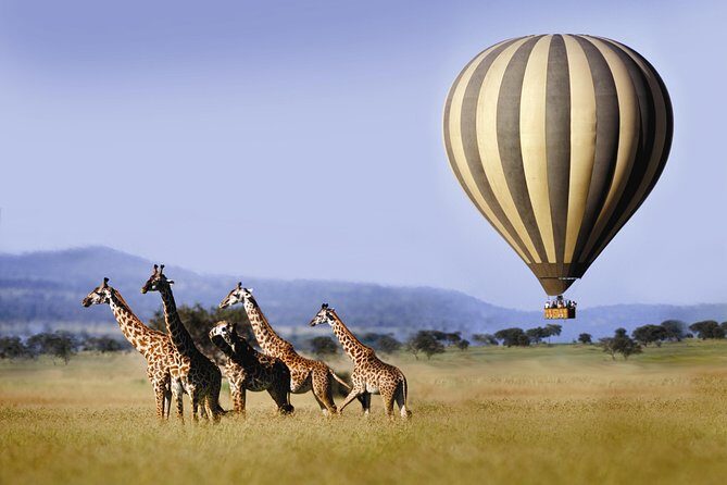 Classic Luxury 4 X 4 Masai Mara Safari - Transport & Comfort