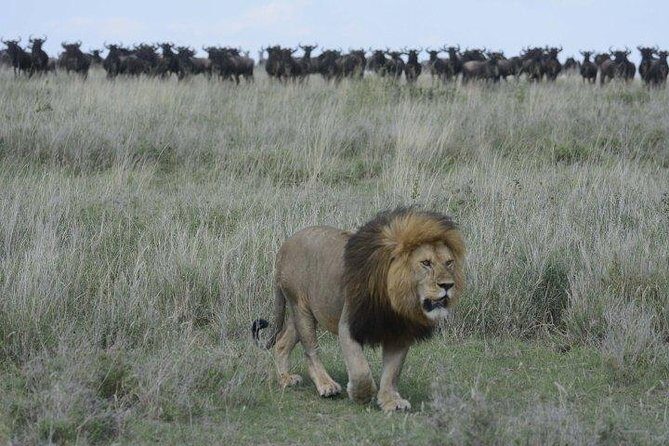 Classic Luxury 4 X 4 Masai Mara Safari - FAQ