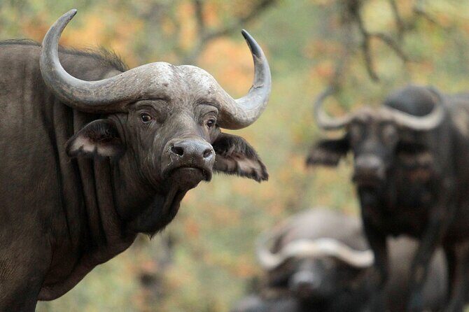 Classic Safari Adventure at Safari West - Who is This Tour For?