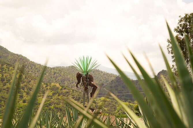Classic Tequila Tour and CANTARITOS EL GÜERO - A Deep Dive into the Experience