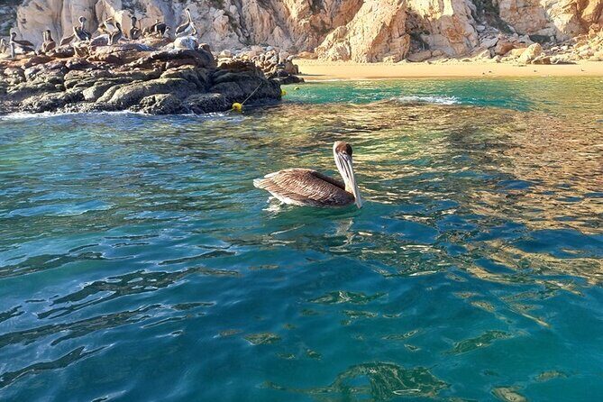 Clear Boat Tour in Cabo San Lucas - Pricing & Value