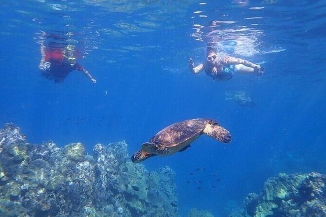 Clear Bottom Kayak and Snorkel Experience at Turtle Reef Olowalu - FAQ