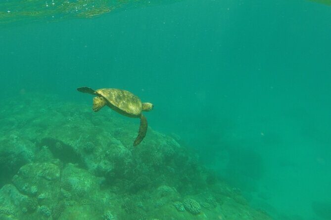 Clear Bottom Kayak - Guaranteed to see Turtles! - Who Will Love This Tour?