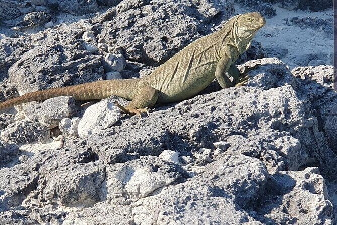 Clear Bottom Kayaks Mangrove and Iguana Tour - Key Points