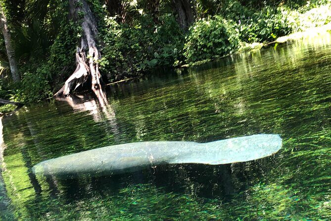 Clear Canoeing and Wildlife Sightseeing at Silver Springs - The Experience from a Traveler’s Perspective