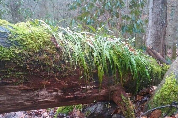 Clear Creek Falls Hike - Authentic Reviews and What They Reveal