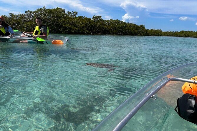 Clear Kayak Eco Tour Explore Mangroves and Meet the Turtles - An Honest Look at the Clear Kayak Eco Tour