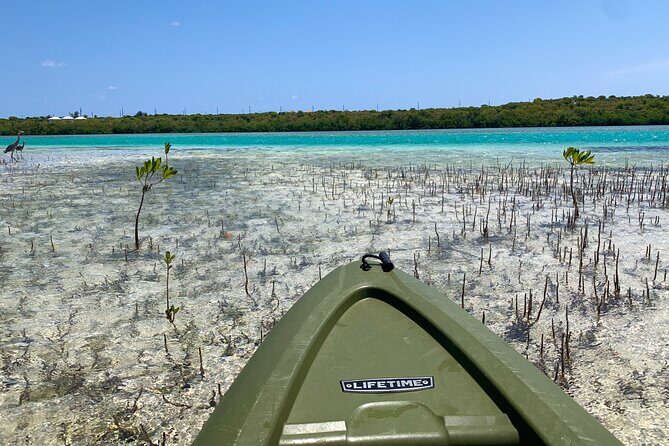 Clear kayak Grand Turk Island Kayak Tour of the mangroves - An Introduction to the Tour