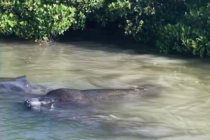 Clear Kayak Guided Eco Tour in North Naples - The Sum Up
