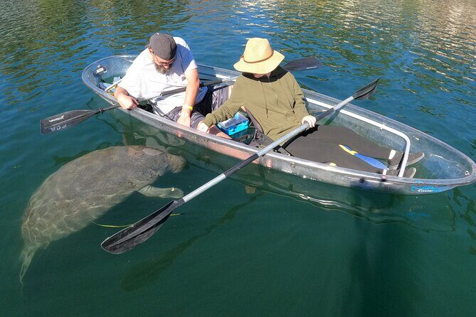 Clear Kayak Manatee Ecotour of Crystal River - Authentic Perspectives from Travelers