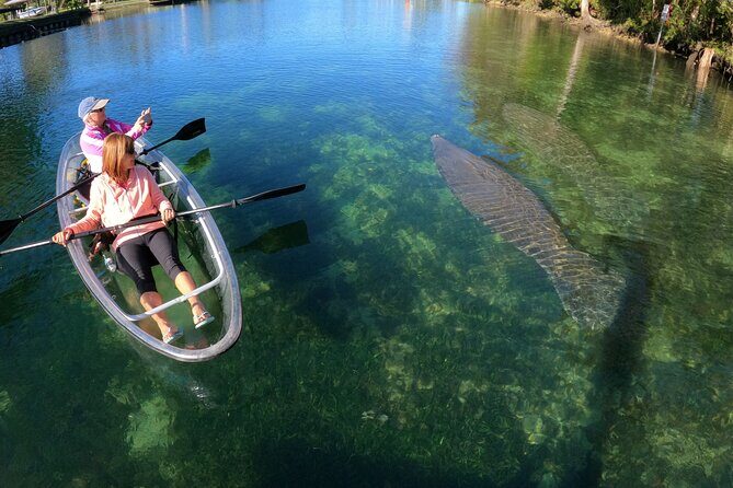 Clear Kayak Manatee Ecotour of Crystal River - The Sum Up