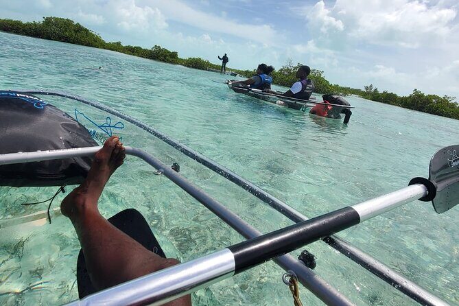 Clear Kayak Mangrove Eco Tour - What to Expect from the Clear Kayak Mangrove Eco Tour