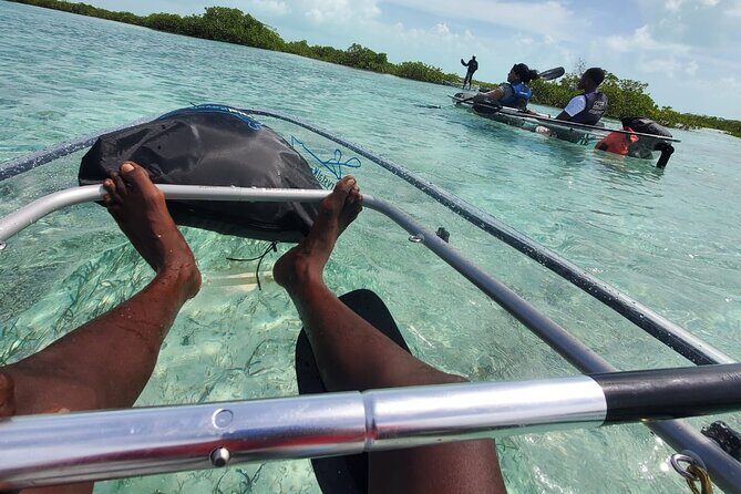 Clear Kayak Mangrove Eco Tour - Authentic Experiences and Real Feedback
