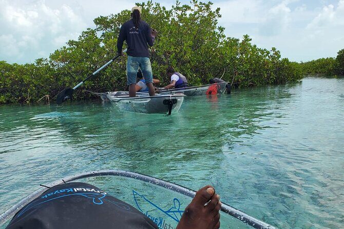 Clear Kayak Mangrove Eco Tour - The Sum Up: Who Is This Tour Best For?