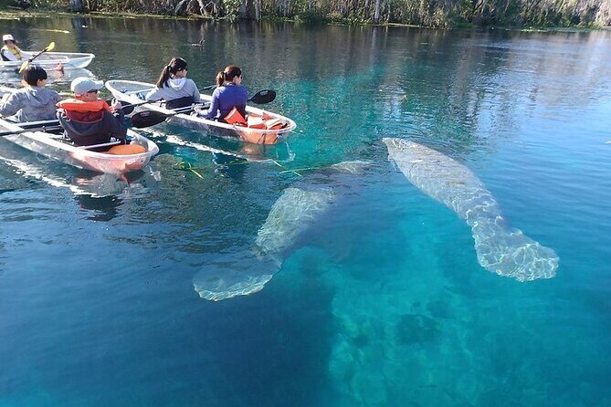 Clear Kayak or Paddleboard Manatee Adventure - Exploring Silver Springs: What to Expect