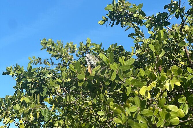 Clear Kayak Peanut Island Guided Tour Palm Beach Singer Island - FAQ