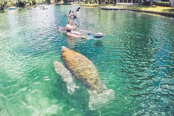 Clear Kayak Three Sisters Springs & Manatee Tour Of Crystal River - To sum it up