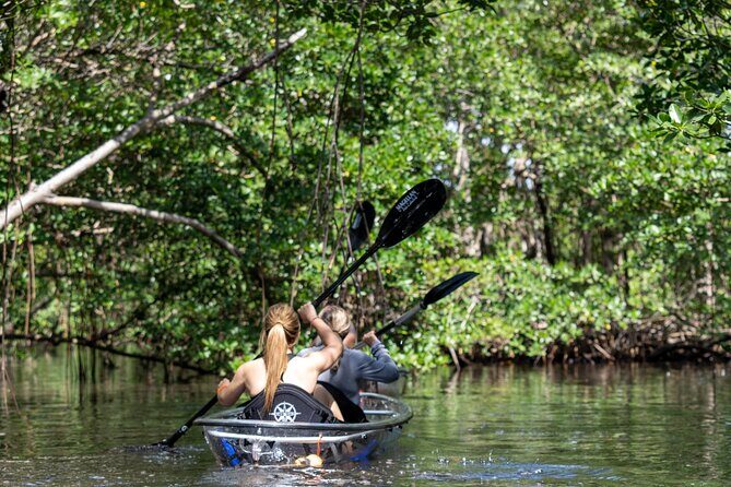 Clear Kayak Tour in North Miami Beach - Mangrove Tunnels - What Makes This Tour Stand Out