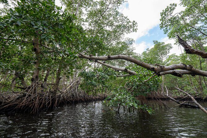 Clear Kayak Tour in North Miami Beach - Mangrove Tunnels - The Sum Up