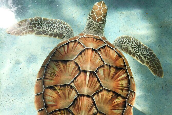Clear Kayak Tour in Turks & Caicos Islands - What to Expect from the Tour