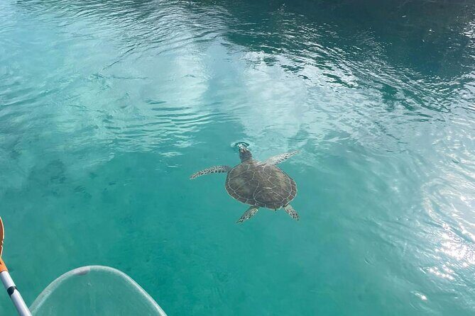 Clear Kayak Tour in Turks & Caicos Islands - What’s Included and What’s Not