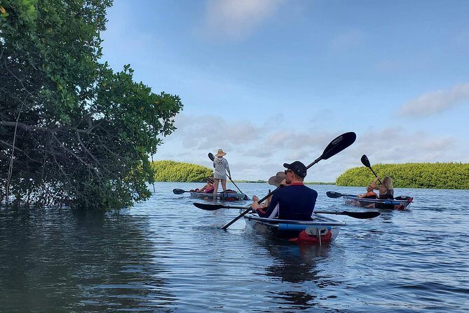 Clear Kayak Tour of Shell Key Preserve and Tampa Bay Area - The Itinerary: A Day on the Water
