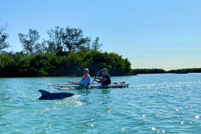 Clear Kayak Tour of Shell Key Preserve and Tampa Bay Area - Who Will Love This Tour?