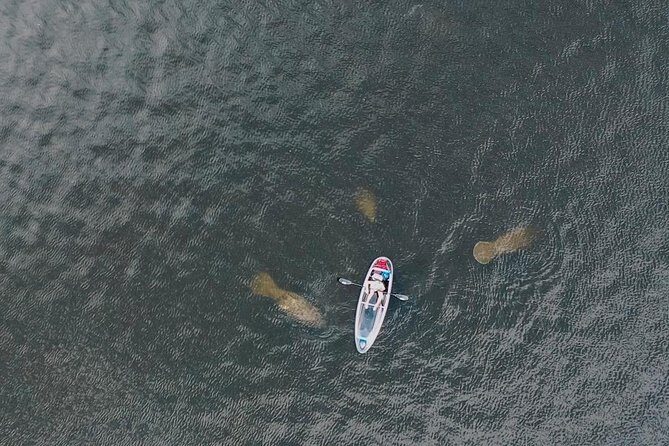 Clear Kayak Tour of Tarpon Springs | Manatee Season - Exploring the Itinerary in Detail
