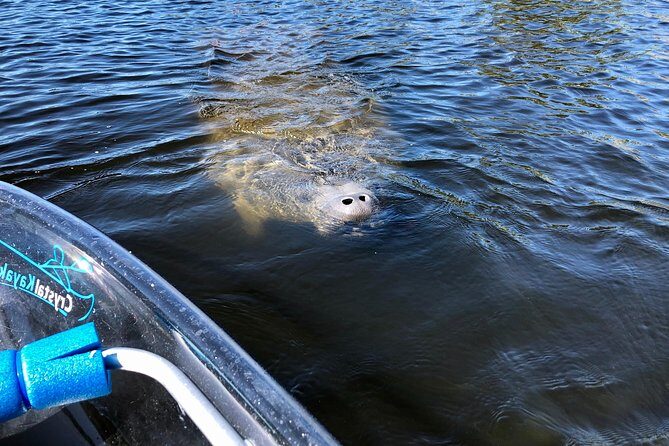 Clear Kayak Tour of Tarpon Springs | Manatee Season - FAQs