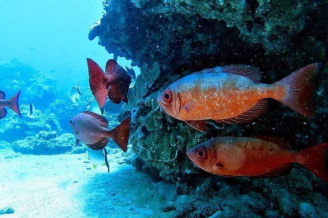 Clear Kayak Tour with Pontoons and Optional Snorkeling-Unlimited - Who Should Consider This Tour?