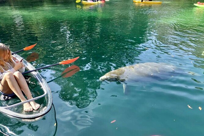 Clear Kayak Tours in Weeki Wachee - The Experience’s Strengths and Considerations