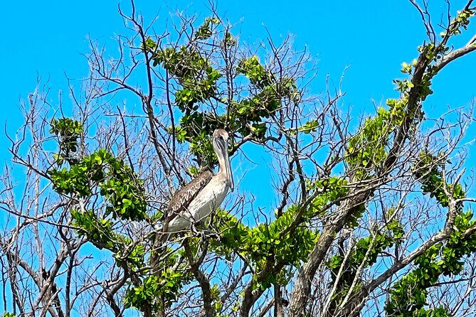 Clear/Standard Kayak Self Guided Island EcoTour Bonita Springs! - An In-Depth Look at the EcoTour Experience