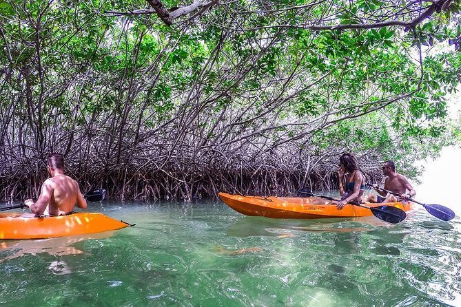Clearbottom Mangrove Kayak & Snorkel tour - Introduction
