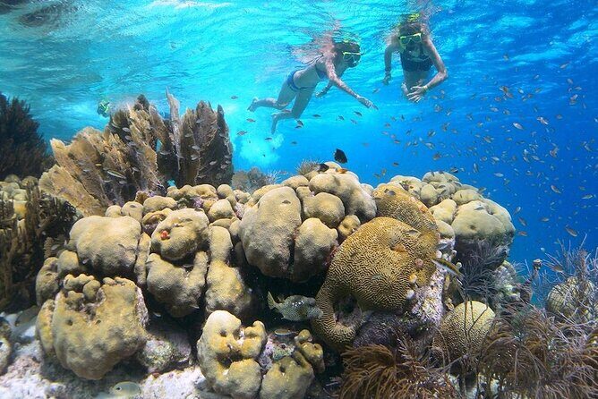 Clearbottom Mangrove Kayak & Snorkel tour - Exploring the Bonaire Mangroves: What to Expect