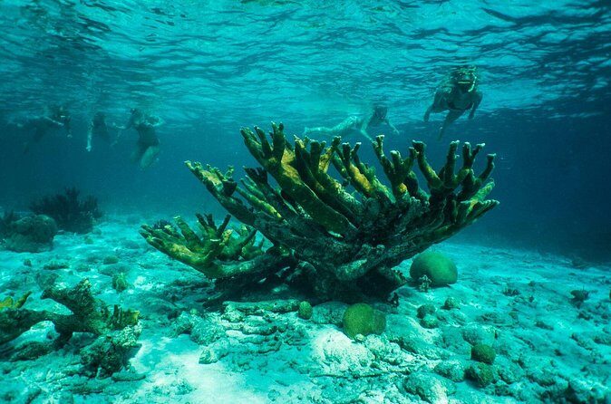 Clearbottom Mangrove Kayak & Snorkel tour - Practical Tips for Visitors