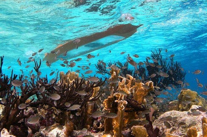 Clearbottom Mangrove Kayak & Snorkel tour - Who is This Tour For?