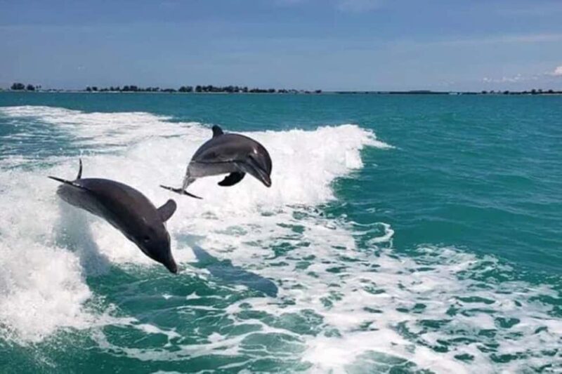 Clearwater Beach: Dolphin Excursion - Flippers Fun Boat - An In-Depth Look at the Flippers Fun Boat Experience