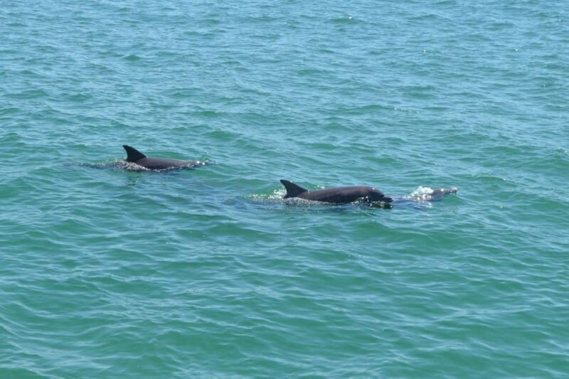 Clearwater: Cruise with Guaranteed Dolphin Sightings - A Practical Look at the Experience