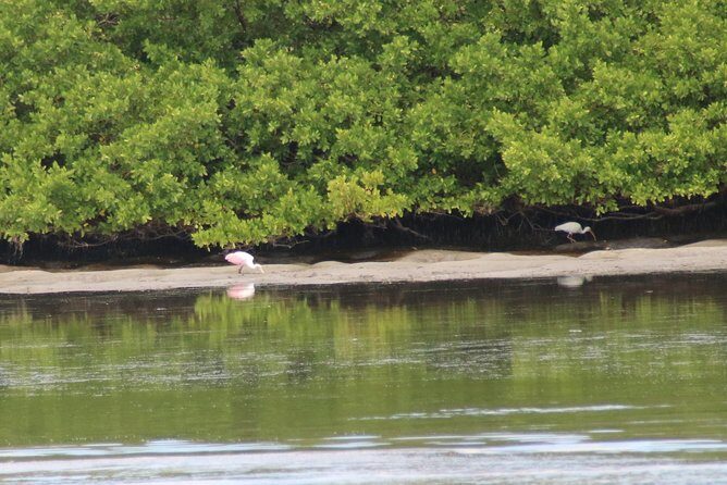 Clearwater Encounters with Dolphins Tour - FAQ