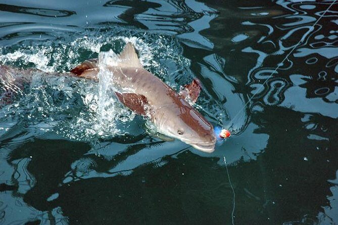 Clearwater Inshore Fishing Charter - Practical Tips for Your Trip