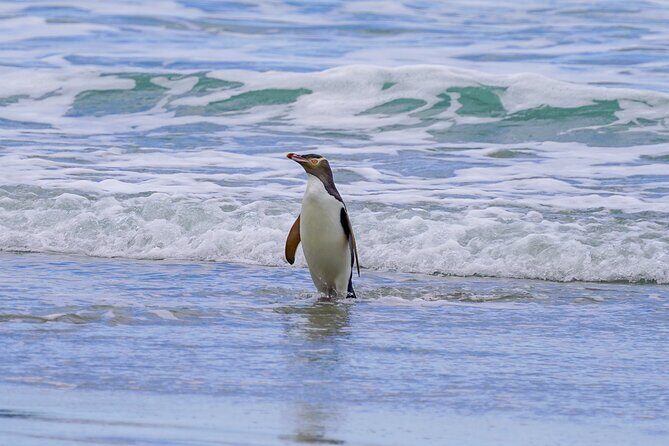 Clearwater Private Penguin & Wildlife Tour from Port Otago (5hrs) - An In-Depth Look at the Clearwater Private Penguin & Wildlife Tour