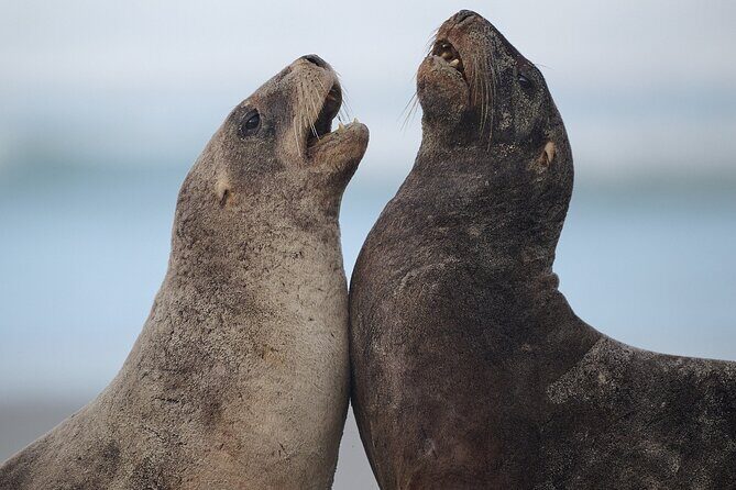 Clearwater Wildlife Tours (small group 10max) Otago Peninsula - Key Points