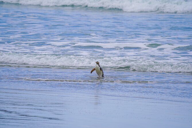 Clearwater Wildlife Tours (small group 10max) Otago Peninsula - The Value of This Tour