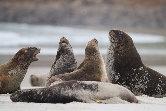 Clearwater Wildlife Tours (small group 10max) Otago Peninsula - Who This Tour Is Best For
